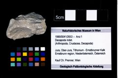 Foto (Objekt + Etikett) von Decapoda indet.  (NHMW-GEO-1990-0041-2653)